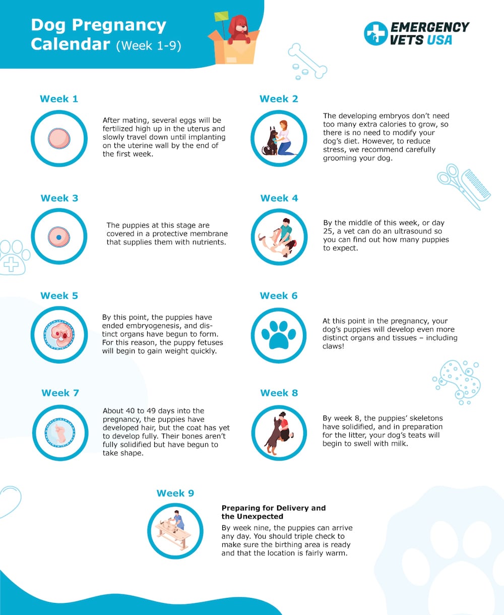 Dog Pregnancy Calendar Infographic Long