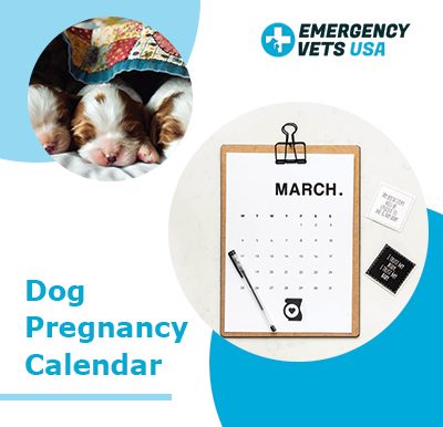 Dog Pregnancy Calendar-When is your dog due