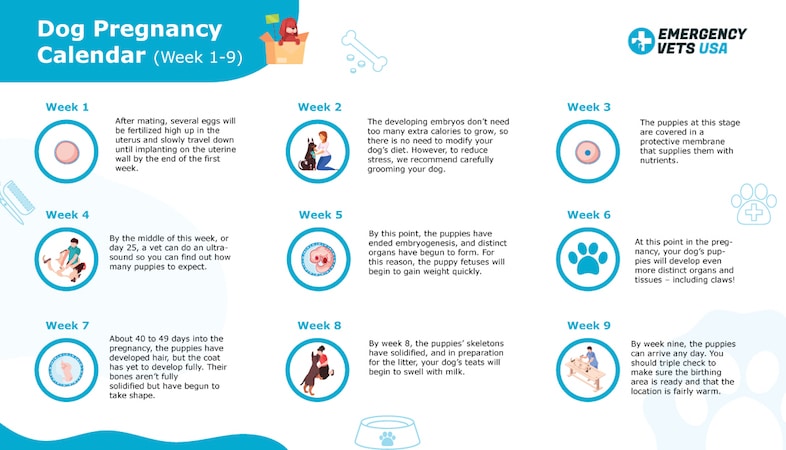 Dog Pregnancy Calendar Find Out When Your Canine Is Due To Deliver