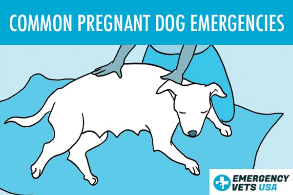 do pregnant dogs discharge