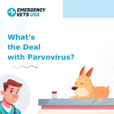 What Is Parvovirus