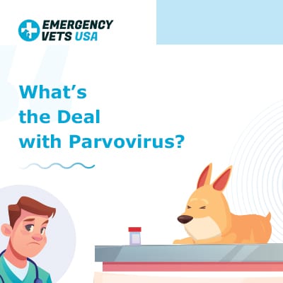 how to cure parvo without a vet