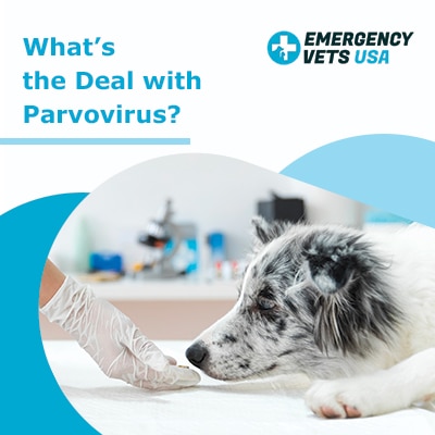 What Is Parvovirus And What Causes It In Dogs? How To Treat Parvo