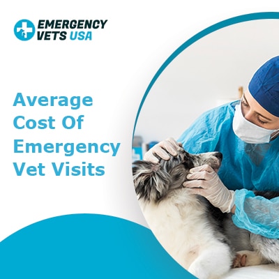 Average Cost Of Emergency Vet Visits In A City Near You