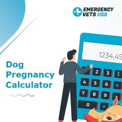 how long are dogs pregnant from conception