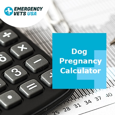 Calculate my due date by how far along i am Dog Pregnancy Calculator 2021 Canine Gestation Due Date Estimation