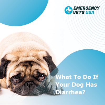 what to do if dog has diarrhea