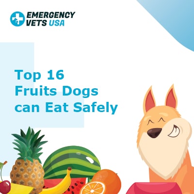 Fruits Dogs Can Eat Safely
