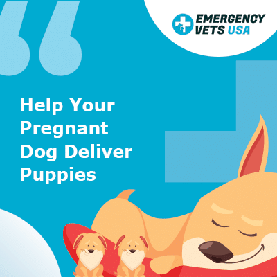 Help Your Pregnant Dog Deliver Her Puppies