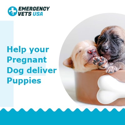 Helping Your Pregnant Dog Give Birth The Process Of Birthing Puppies
