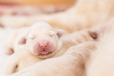 Newborn Golden Retriever puppy sleeping.