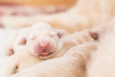 Helping Your Pregnant Dog Give Birth The Process Of Birthing Puppies