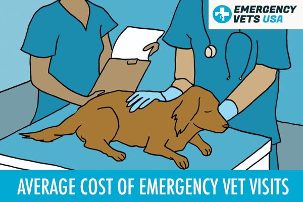 The Average Cost Of Emergency Vet Visits