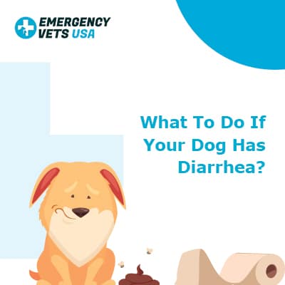 What to do if your dog has diarrhea