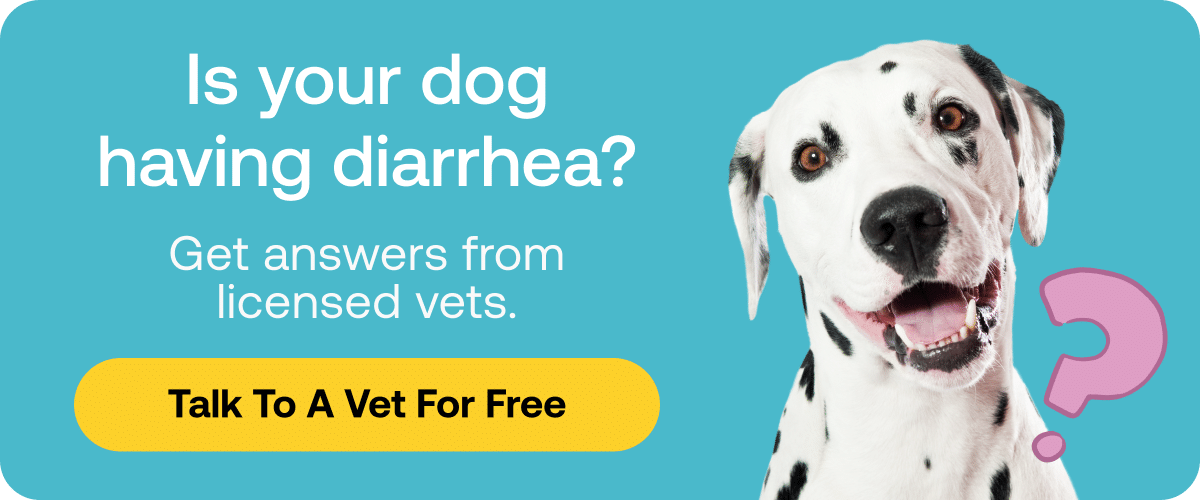 what does it mean when your puppy has diarrhea