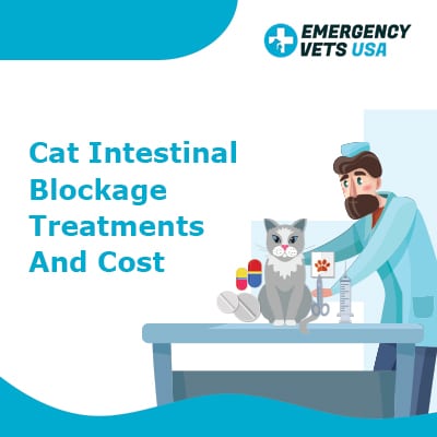 Cat Intestinal Blockage Treatments and Cost