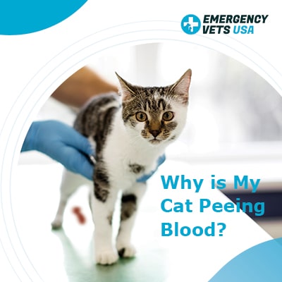 cat has blood in urine but no infection