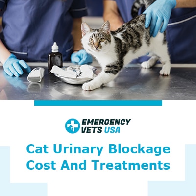 Cat Urinary Blockage Causes, Surgery Costs And Treatments