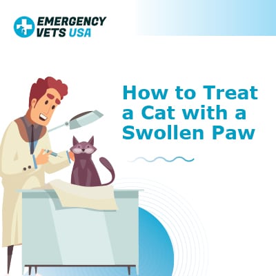 Cat swollen shop paw home remedy