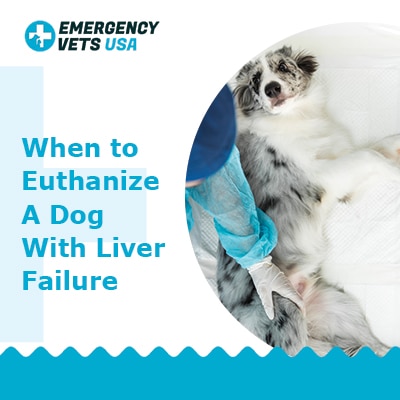 liver dog failure euthanize when