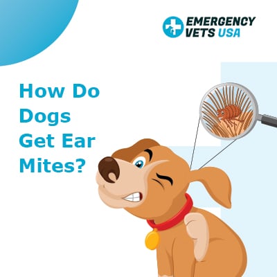 How Do Dogs Get Ear Mites