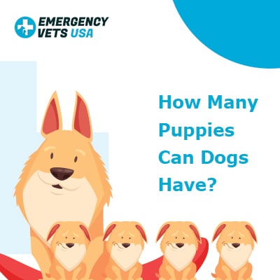 how much does it cost to breed a litter of puppies