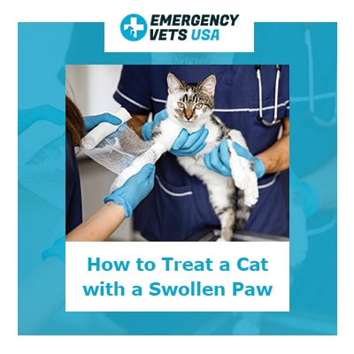 natural treatment for pillow foot in cats