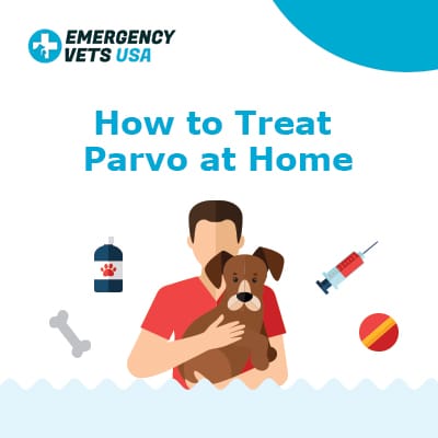 How To Treat Parvo With At Home Remedies Cost Of Treatments