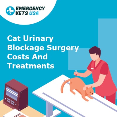 Male cat urinary outlet blockage treatment