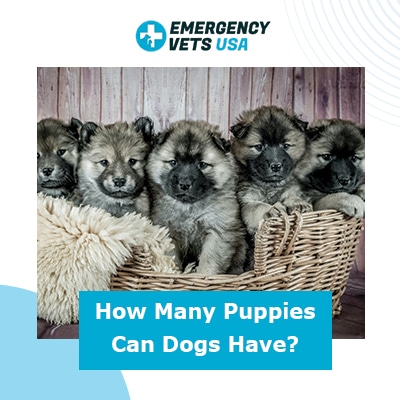 how much does it cost to have a litter of puppies
