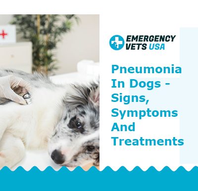 Pneumonia in dogs