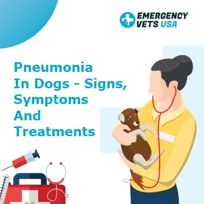 Pneumonia in dogs, signs, symptoms and treatments