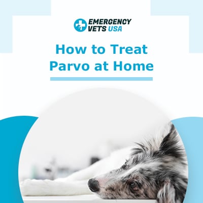 otc parvo treatment