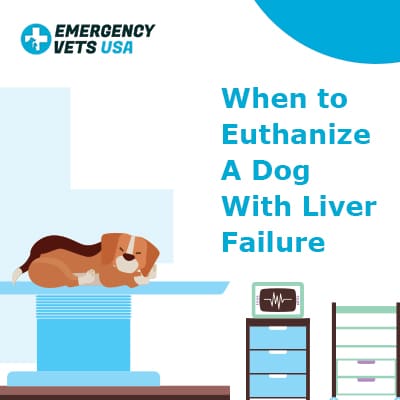 When To Euthanize A Dog With Liver Failure Making That Hard Choice