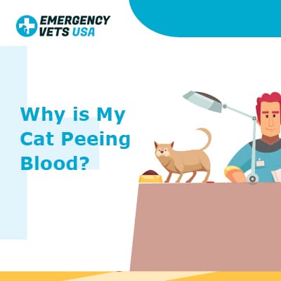 cat has blood in urine treatment