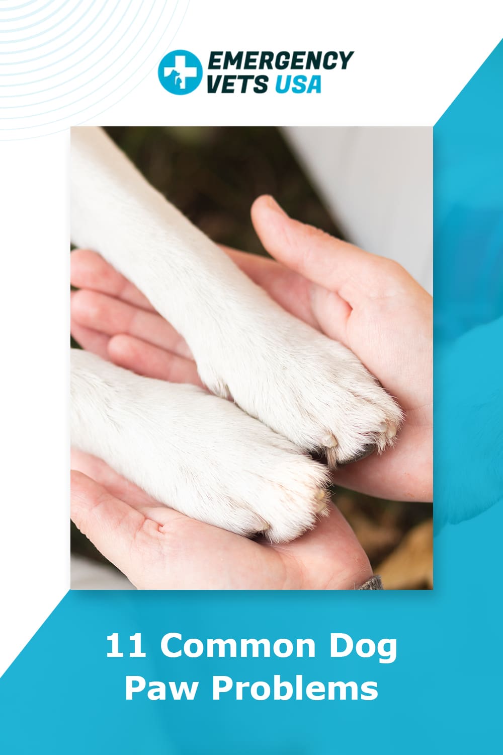 11 Common Dog Paw Problems-Pinterest