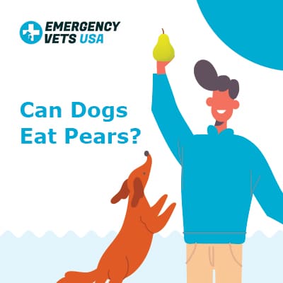 Can Dogs Eat Pears