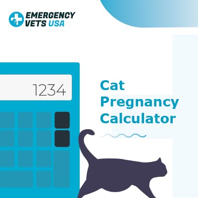 How to tell how many weeks best sale pregnant a cat is