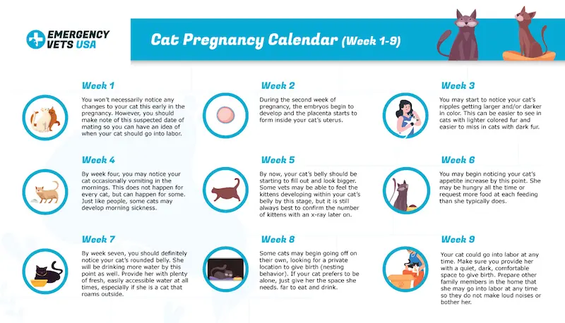 Kalendarz ciąży kota wyjaśniony tydzień od 1 do 9