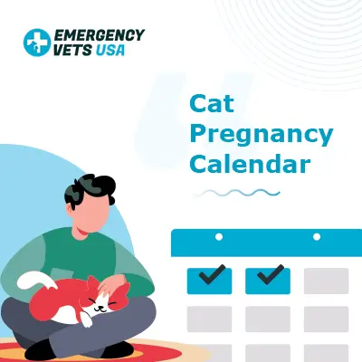 Cat Graviditet Kalender