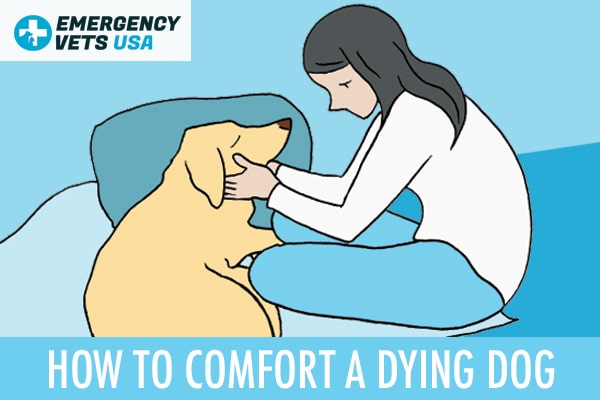 Comforting A Dying Dog