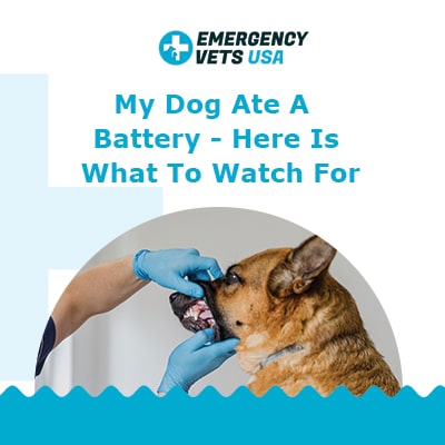 My Dog Ate A Battery Here Is What To Watch For Dangers Of Batteries