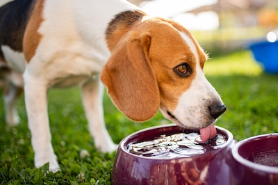 Dog Drinking Water From A Bowl