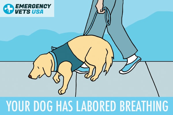 Dog Has Labored Breathing