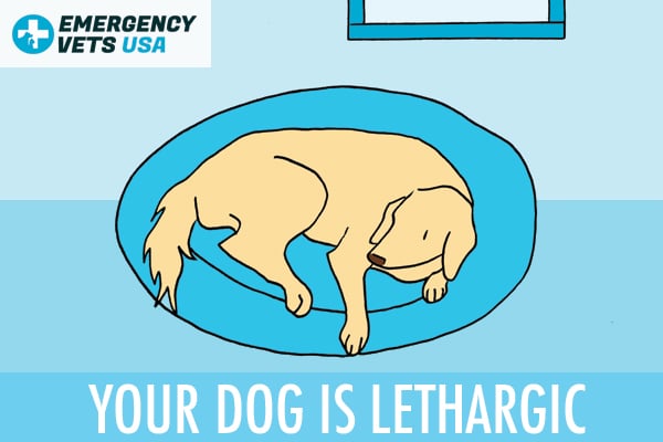 Dog Is Lethargic