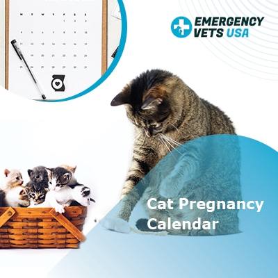 Cat Pregnancy Calendar - Follow The Timeline Of Your Cat's ...
