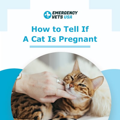 how to tell if the cat is pregnant