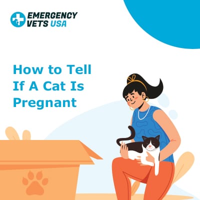 How To Tell If A Cat Is Pregnant