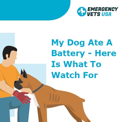 My Dog Ate A Battery Here Is What To Watch For Dangers Of Batteries