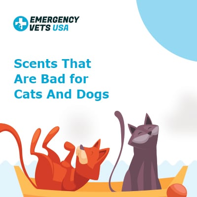 Scents That Are Bad For Cats And Dogs